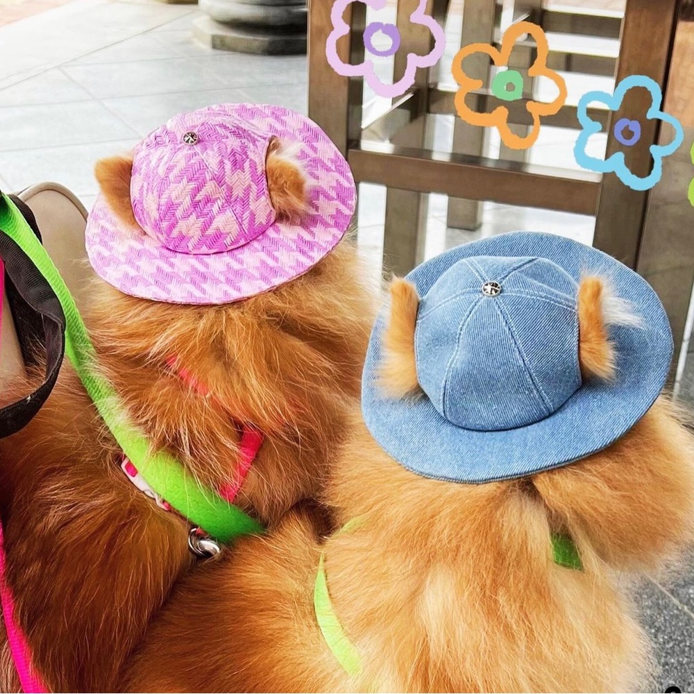 Pets hat fit cat and dog